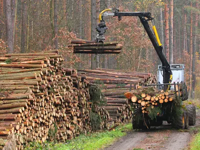 INS: Volumul de masă lemnoasă pe picior vândută în 2020 în România a fost de 9,128 milioane m3. / Foto; mediafax.ro