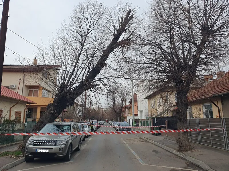 Copac căzut din senin pe o mașină în Sectorul 1 al Capitalei Foto: Newsweek Romania