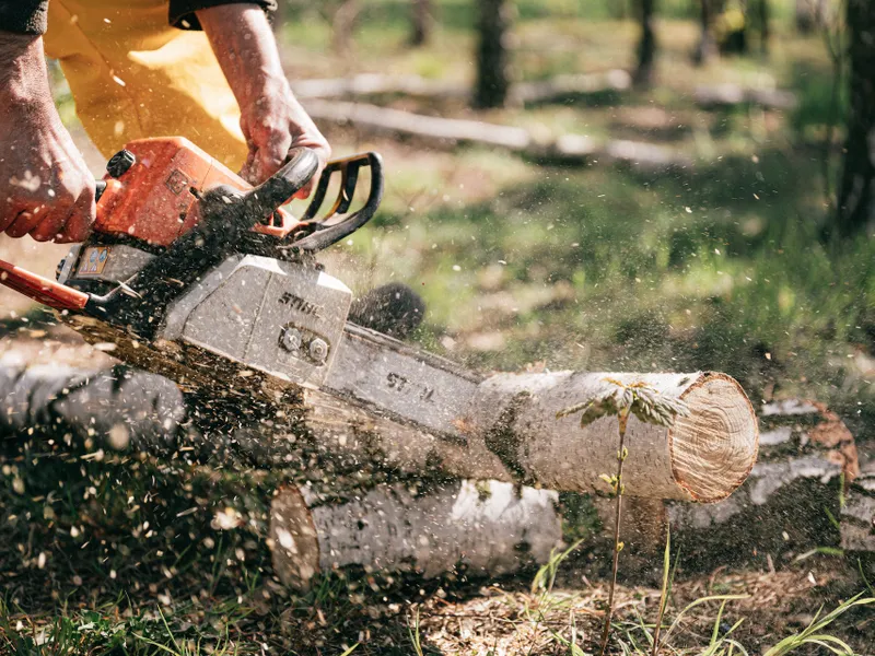 Amenzi pentru furtul de lemn- Foto: PEXELS PHOTOS