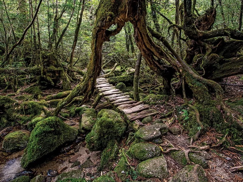 Yakushima, Insulele Ōsumi, Japonia