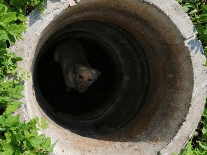 Un cățel care a căzut într-o fântână din localitatea Feleacu a fost salvat după intervenția pompierilor clujeni Foto: ISU Cluj