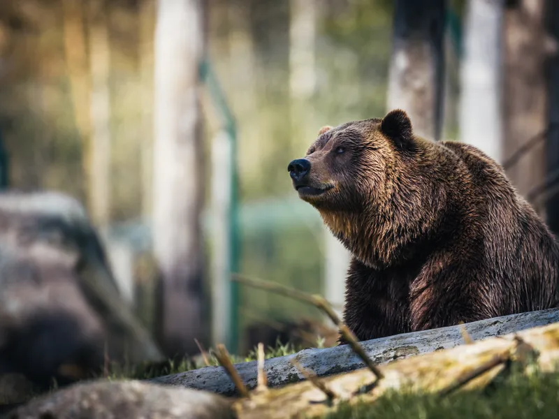 Un primar cere UE să poată elimina mai ușor urșii din România - Foto: Pexels / Janko Ferlic