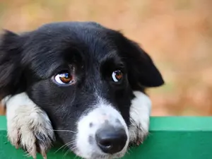 O nouă ediţie a târgului de adopţii de căţei din centrele ASPA, în weekend, în Parcul Circului. / Foto: adevarul.ro