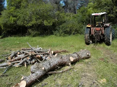 Trebuia să păzească pădurile, dar lua mită ca să „închidă ochii” la furtul de lemn - Foto: Profimedia Images/ Imagine cu caracter ilustrativ