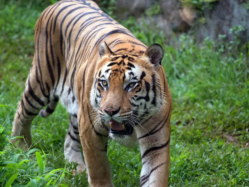 Incident dramatic la Grădina Zoologică. Un bărbat a fost ucis de un tigru. Cum s-a întâmplat? - Foto: Freepik.com (rol ilustrativ)