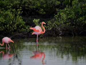 Păsările flamingo anunță venirea verii în Delta Dunării! Spectacol exotic în România Foto: Pexels (fotografie cu caracter ilsutrativ)