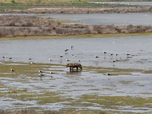 Delta Dunării, invadată de șacali aurii. Vânătorii primesc autorizație să extragă 350 de exemplare - Foto: Facebook/ARBDD - Administratia Rezervatiei Biosferei Delta Dunarii