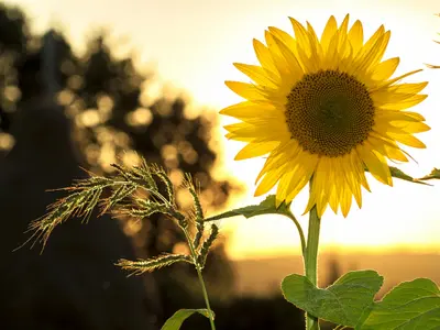 Cum a reușit un bărbat de 30 de ani din Argeș să tragă o țeapă de 120.000 lei cu florea-soarelui Foto: Pexels (fotografie cu caracter ilustrativ)