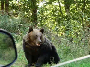 Urs atacat cu spray lacrimogen pe Transfăgărășan. Se cere sancționarea vinovatului - Foto: Profimedia / imagine cu caracter ilustrativ