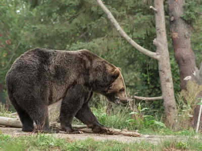 Ce faci dacă întâlnești ursul ca să scapi cu viață? Ce spray, clopoțel ai la tine? Ce să NU mănânci? - Foto: Freepik