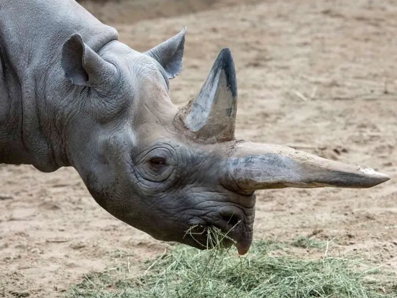 Kilaguni a trăit 46 de ani și a avut cinci urmași Foto: Zoo Berlin