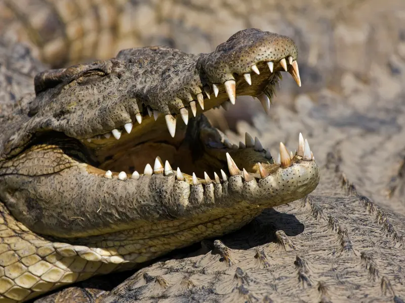 Un crocodil asiatic se plimba prin munții României! Ce au descoperit cercetătorii? - Foto: Profimedia Images/ Imagine cu caracter ilustrativ