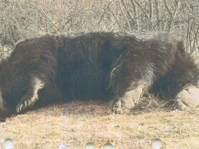 Ursul Arthur a fost ucis de un prinț din Austria Foto: agentgreen.ro