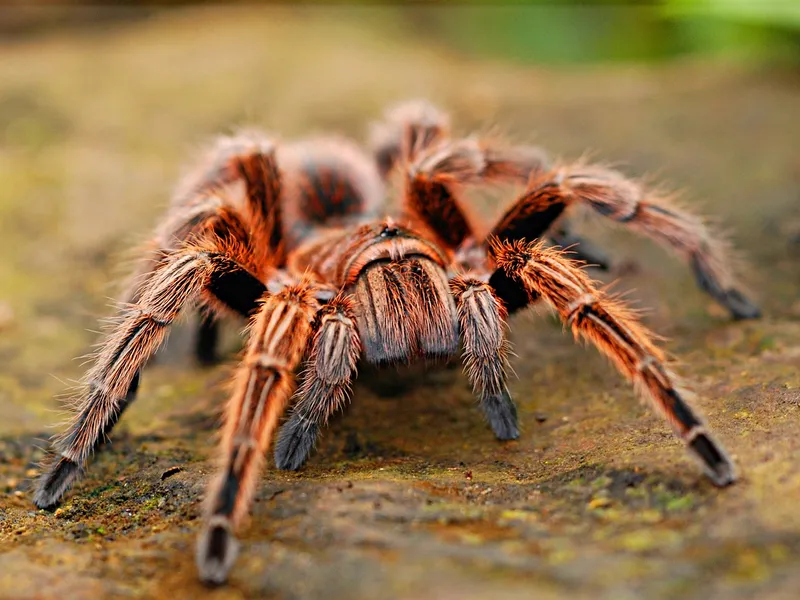 Doi germani au fost prinși în timp ce încercau să iasă din Columbia cu 300 de tarantule și scorpioni/FOTO: Unsplash