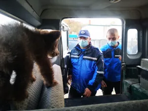 Doi urusuleți răniți au fost transportați la un cabinet veterinar Foto; IJJ Argeș