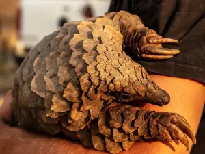 Pangolinii și solziile lor sunt acum cele mai traficate produse sălbatice din lume  Credit: Piqsels.com/Domeniu public