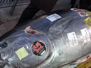 Cum e să fii japonez şi să scoţi la licitaţie un ton roşu imens, de 212 kilograme. Care e preţul - Foto. captură YouTube