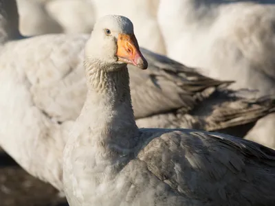 Alertă sanitară la granița României. Un focar de gripă aviară a fost identificat la o fermă de gâște - FOTO: Profimedia