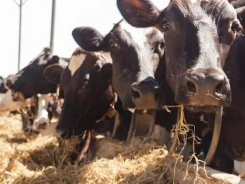 Dosarele X: unde au dispărut 100.000 de vaci din judeţul Iaşi?/FOTO: ziaruldeiasi.ro