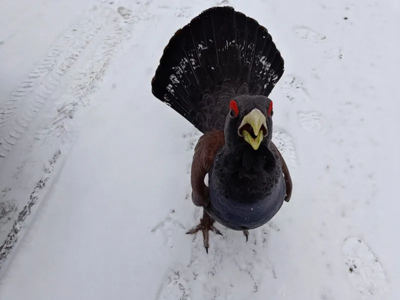 FOTO Imagini inedite cu un cocoș de munte care stă la pozat, în Parcul Natural Călimani: Era curios - Foto: Facebook/ Parcul Natural Călimani