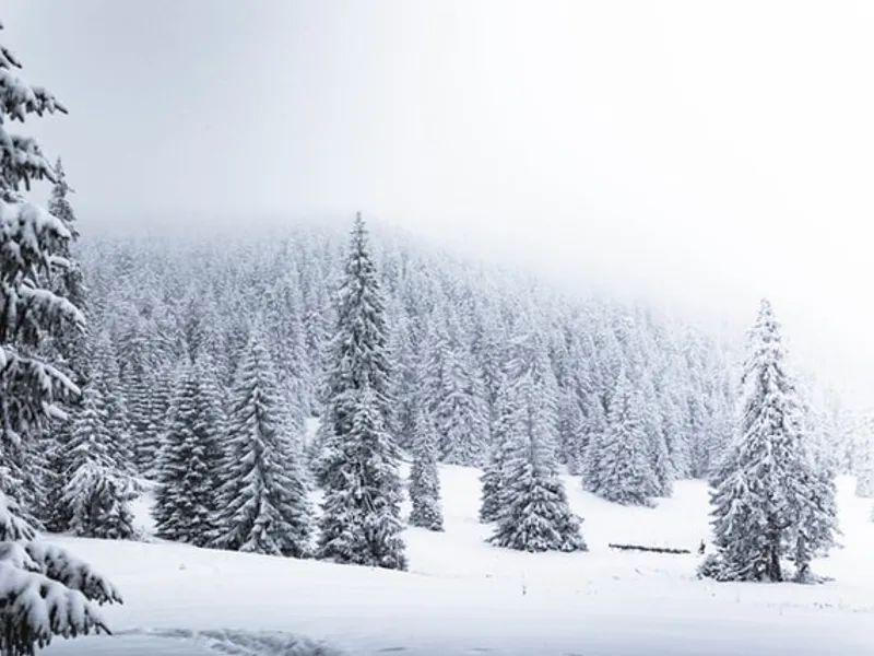 Lapoviță și ninsoare în munții Rodnei, la peste 1.200 de metrii altitudine/FOTO: Unsplash