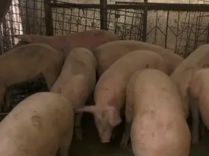 Ce riscuri sunt atunci când cumperi porci de pe internet. Carnea a ajuns să fie vândută pe internet Foto: captură Antena3