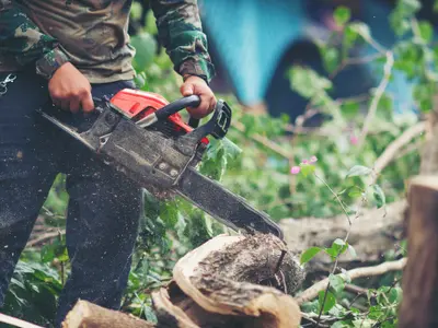 A apărut o meserie bine plătită în România! Ce salariu iau persoanele care toaletează copacii Foto: Freepik (fotografie cu caracter ilustrativ)