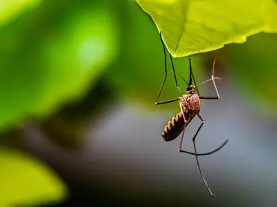 Alertă în Capitală din cauza țânțarilor purtători ai virusului West Nile/FOTO: Unsplash