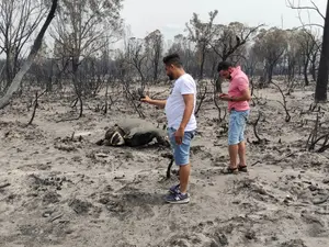 Incendiile de pădure, care s-au intensificat miercuri din cauza unui val de căldură în estul Algeriei, au ucis cel puțin 37 de persoane, potrivit ultimului bilanț al protecției civile - Foto: Profimedia Images