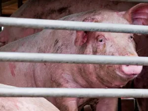 Noua gripă ar putea trece de la porci la oameni/FOTO: bbc.com