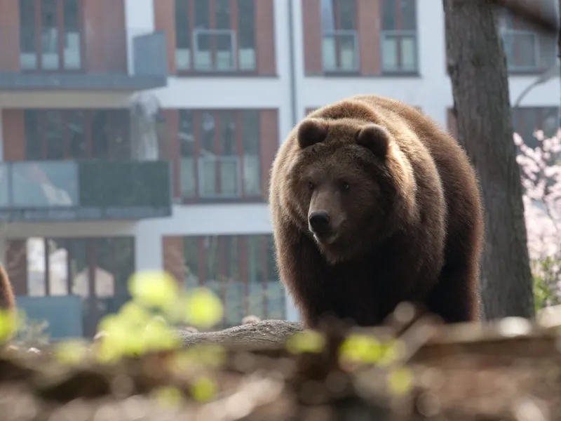 Prezența urșilor în zonele locuite, o problemă în România. 68 de apeluri la 112 doar în luna august - Foto: Profimedia images