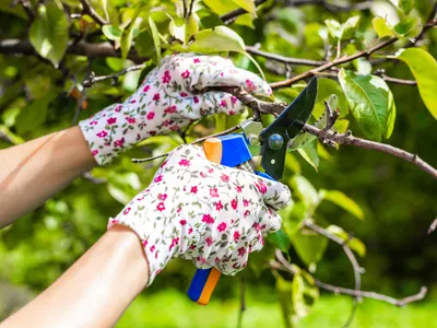 Ultimele zile pentru curățarea pomilor din curte! Ce riști dacă nu le tai crengile la timp? - Foto: Profimedia Images (imagine cu rol ilustrativ)