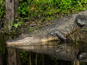 Un aligator imens a fost găsit într-un parc. Cineva îl ținea ca animal de companie și l-a abandonat - FOTO: Profimedia Images