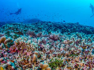 Specialiștii au găsit cel mai mare coral din lume. Are 300 de ani și poate fi văzut de pe Lună - Foto: captură ecran/nationalgeographic.com