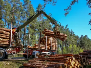 Orice măsurătoare este însoțita de erori de măsurare. In situația buștenilor, eroarea este si mai mare din cauza faptului că aceștia nu au o formă geometrică perfectă - Foto: Profimedia Images - Imagine cu rol ilustrativ