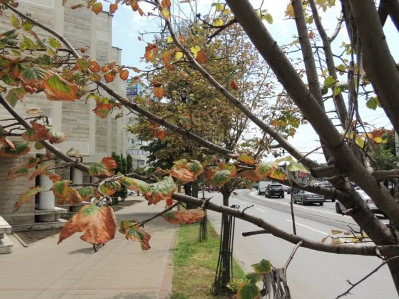 Tei uscați la Iași în plină vară/FOTO: ziaruldeiasi.ro