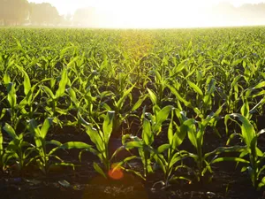 „Creditul Fermierului”, noua schemă de ajutor pentru agricultorii români - Foto: Pexels (cu rol ilustrativ)