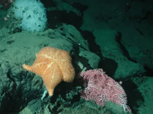 Stea de mare spinoasă, mic coral roz și burete alb cu volănaş - floră şi faună marină ce ar putea fi afectată de încălzirea oceanelor - Foto: Profimedia Images