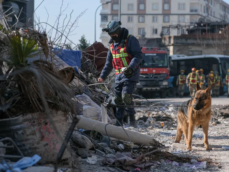 Cum sunt antrenați câinii să salveze oameni de sub dărâmături.  - Foto: Profimedia