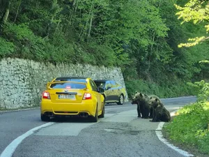 Urșii, fani înfocați ai Raliului Argeșului. / Foto: Vlad Cosma, Facebook