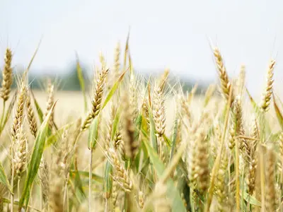 Am devenit cel mai mare exportator de cereale din UE. Ce le trimite străinilor spre vânzare Foto: Pexles (fotografie cu caracter ilustrativ)