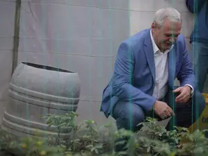 Dragnea susținea că roșiile din import sunt pline de chimicale Foto: Inquam