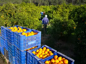 Portocalele sunt recoltate în lăzi de plastic de către muncitorii dintr-o livadă de portocali spaniolă Foto: Profimedia Images (2016)