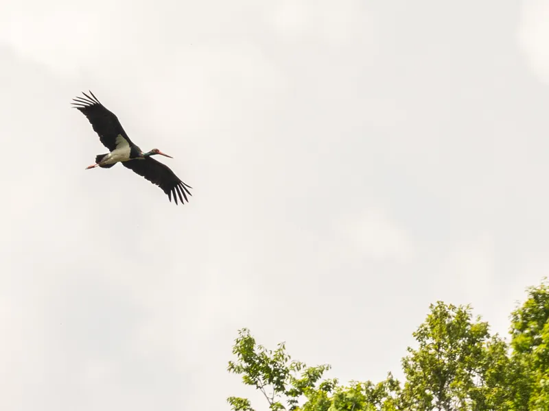 Barza neagră - Foto: Facebook/Parcul Natural Apuseni