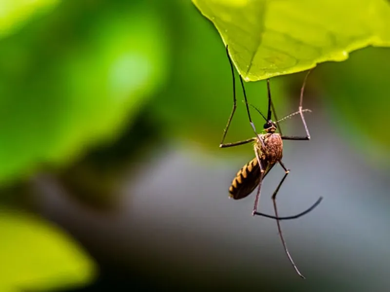 Rusia preconizează o creștere a cazurilor de infecții cu virusul West Nile în această toamnă/FOTO: Unsplash