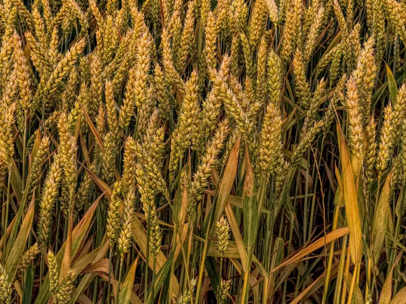 Grâne- Foto: Pexels-felix-mittermeier