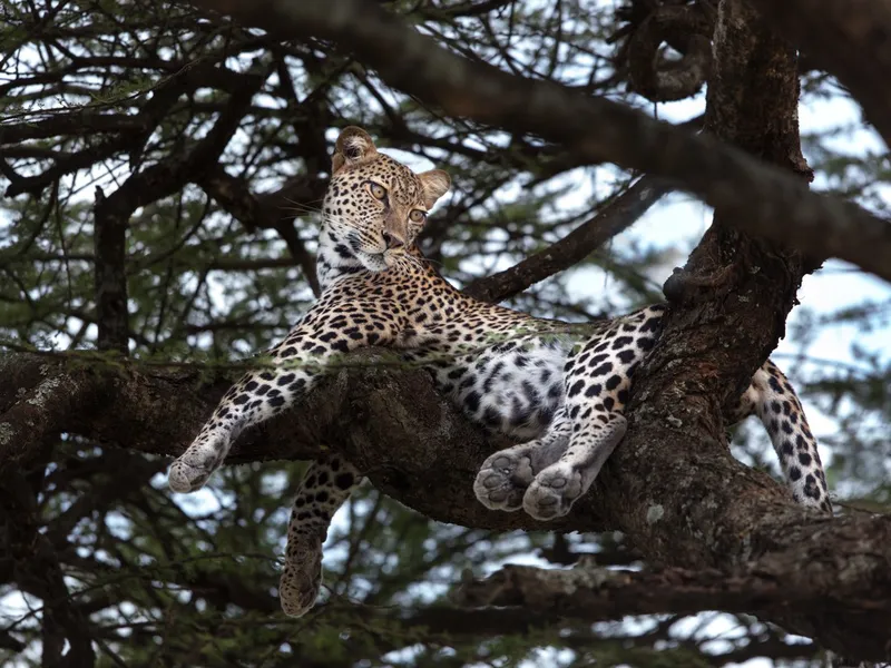 Leopard - Foto: Profimedia