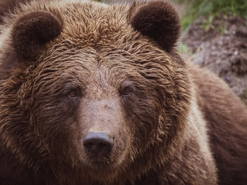 Un urs a băgat spaima în pacienții unui spital din România. Se plimba prin fața clădirii - Foto: Pexels/ Imagine cu caracter ilustrativ