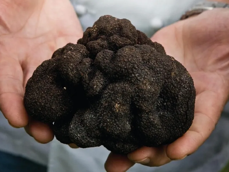 Un kilogram de trufe negre costă 1.000 de euro Foto: stiriagricole.ro