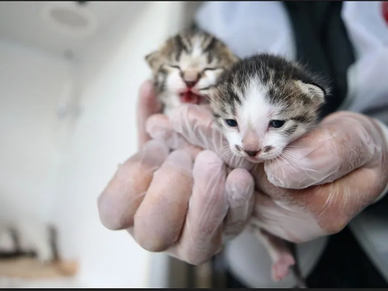 Peste 1.500 de animale au fost salvate în Turcia/Foto: Anadolu